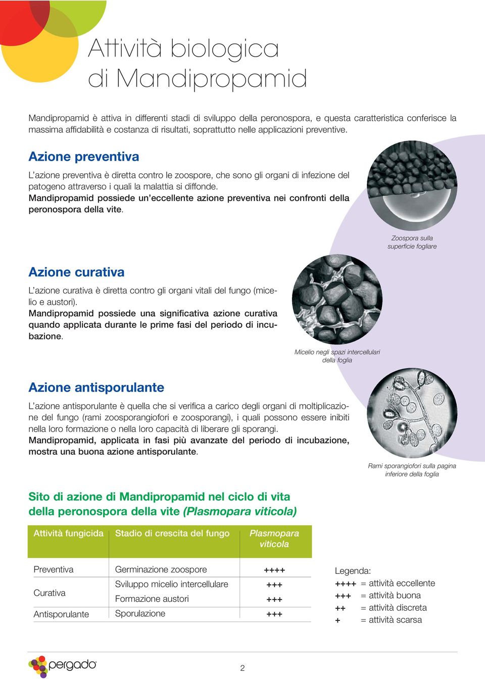 Mandipropamid possiede un eccellente azione preventiva nei confronti della peronospora della vite.