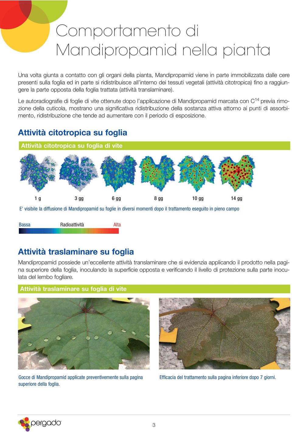 Le autoradiografie di foglie di vite ottenute dopo l applicazione di Mandipropamid marcata con C 14 previa rimozione della cuticola, mostrano una significativa ridistribuzione della sostanza attiva