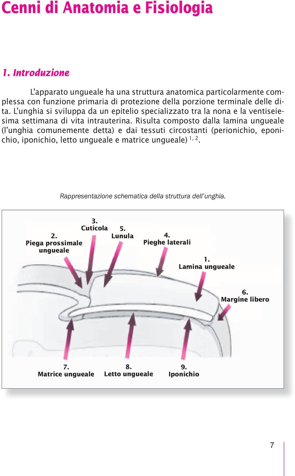 L unghia si sviluppa da un epitelio specializzato tra la nona e la ventiseiesima settimana di vita intrauterina.