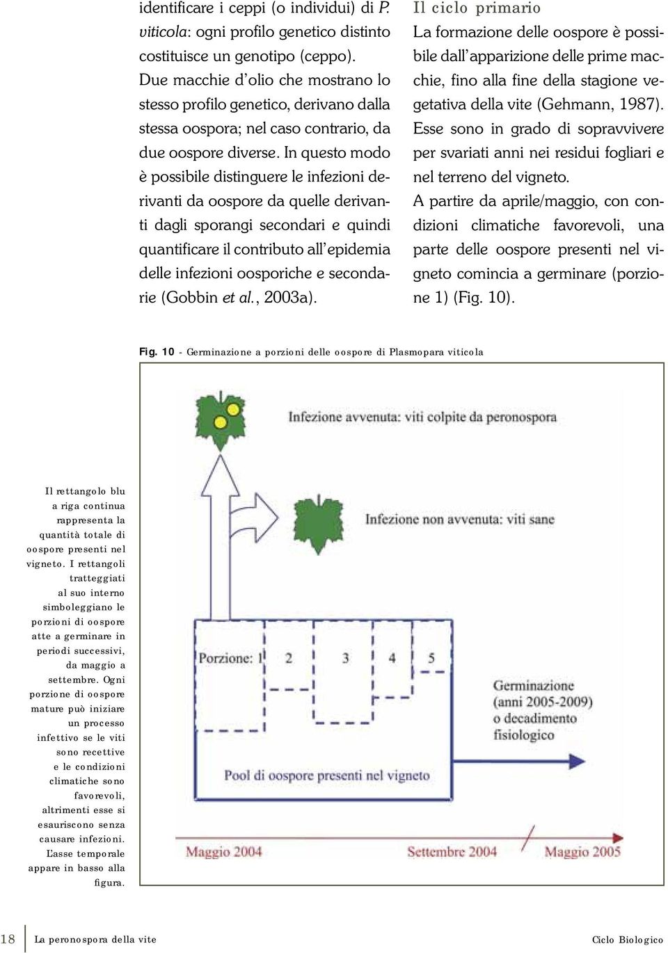 In questo modo è possibile distinguere le infezioni derivanti da oospore da quelle derivanti dagli sporangi secondari e quindi quantificare il contributo all epidemia delle infezioni oosporiche e