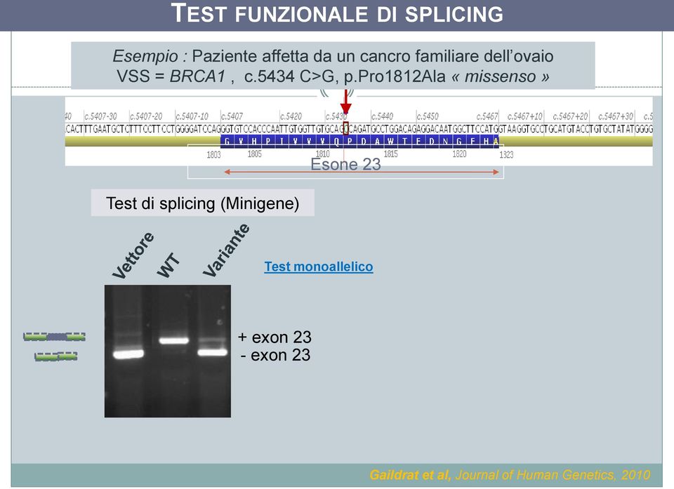 pro1812ala «missenso» Test di splicing (Minigene) Esone 23 Test