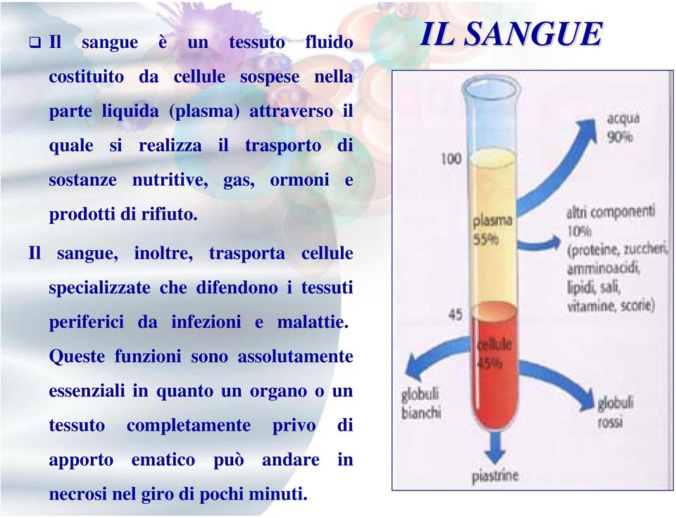 IL SANGUE Il sangue, inoltre, trasporta cellule specializzate che difendono i tessuti periferici da infezioni e