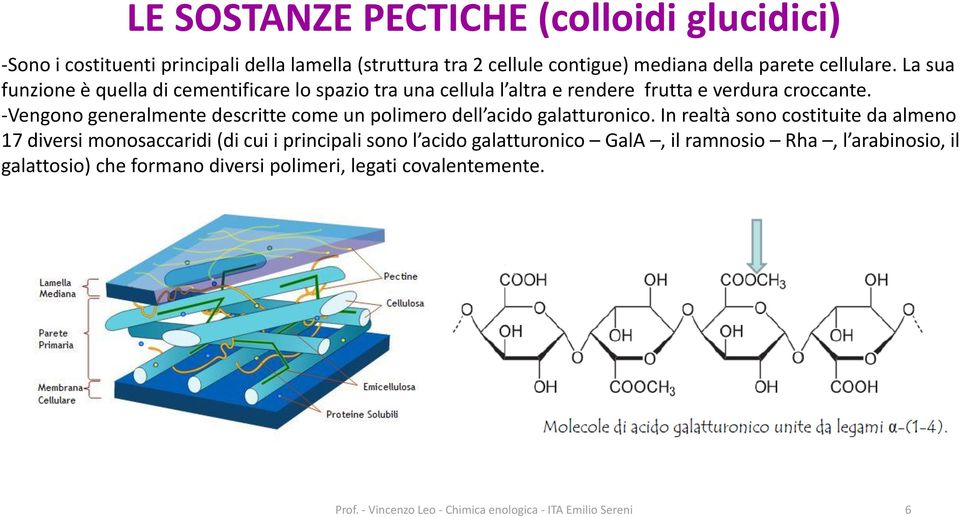 -Vengono generalmente descritte come un polimero dell acido galatturonico.