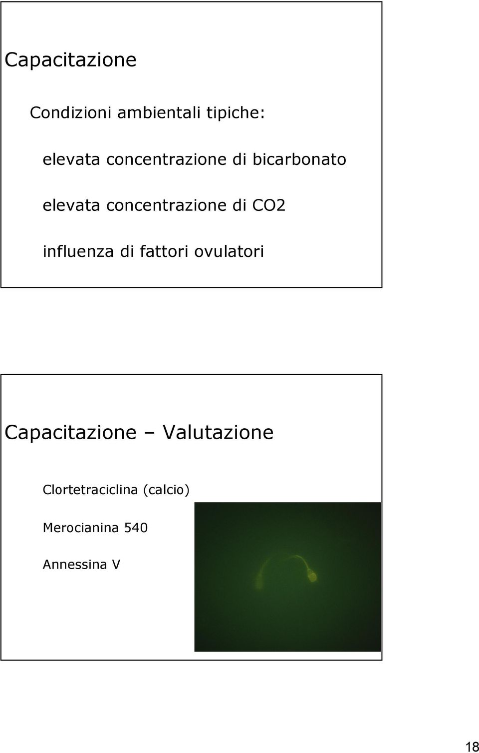 CO2 influenza di fattori ovulatori Capacitazione