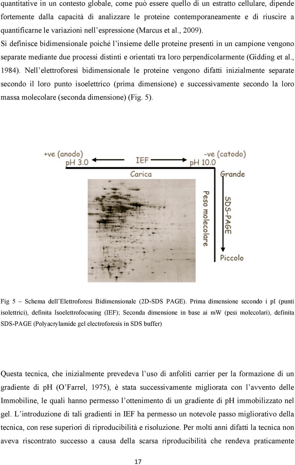 Si definisce bidimensionale poiché l insieme delle proteine presenti in un campione vengono separate mediante due processi distinti e orientati tra loro perpendicolarmente (Gidding et al., 1984).