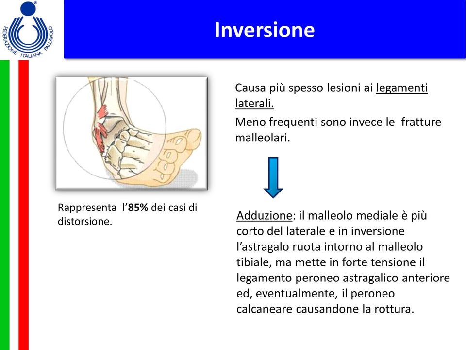 Adduzione: il malleolo mediale è più corto del laterale e in inversione l astragalo ruota intorno al