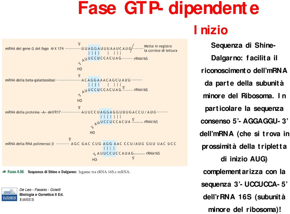 In particolare la sequenza consenso 5 -AGGAGGU-3 dell mrna (che si trova in prossimità