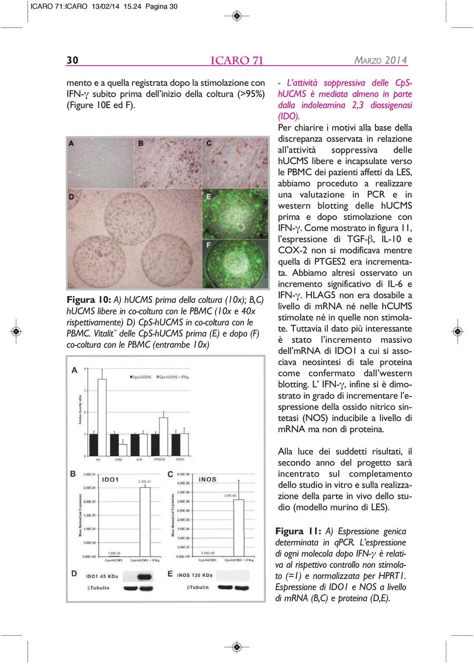 Vitalitˆ delle CpS-hUCMS prima (E) e dopo (F) co-coltura con le PBMC (entrambe 10x) - L attività soppressiva delle CpShUCMS è mediata almeno in parte dalla indoleamina 2,3 diossigenasi (IDO).