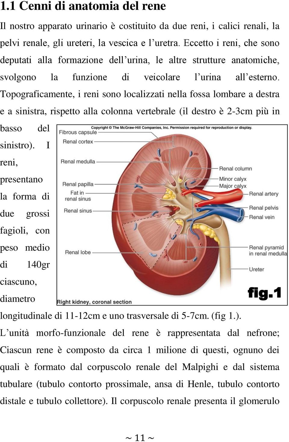 Topograficamente, i reni sono localizzati nella fossa lombare a destra e a sinistra, rispetto alla colonna vertebrale (il destro è 2-3cm più in basso del sinistro).