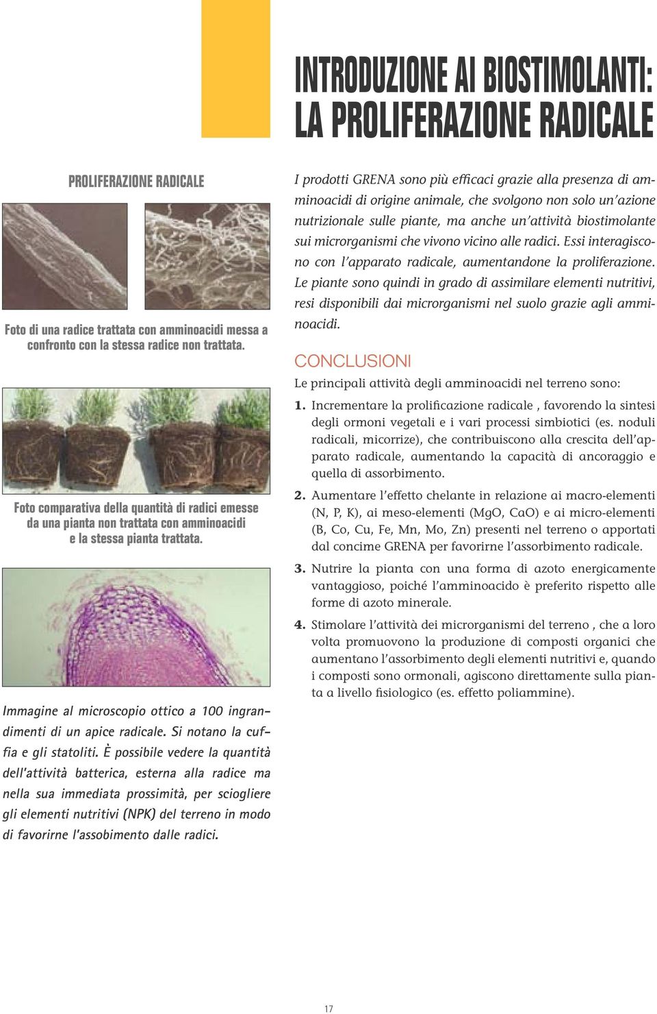 microrganismi che vivono vicino alle radici. Essi interagiscono con l apparato radicale, aumentandone la proliferazione.