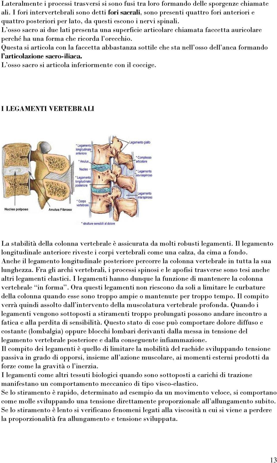 L osso sacro ai due lati presenta una superficie articolare chiamata faccetta auricolare perché ha una forma che ricorda l orecchio.