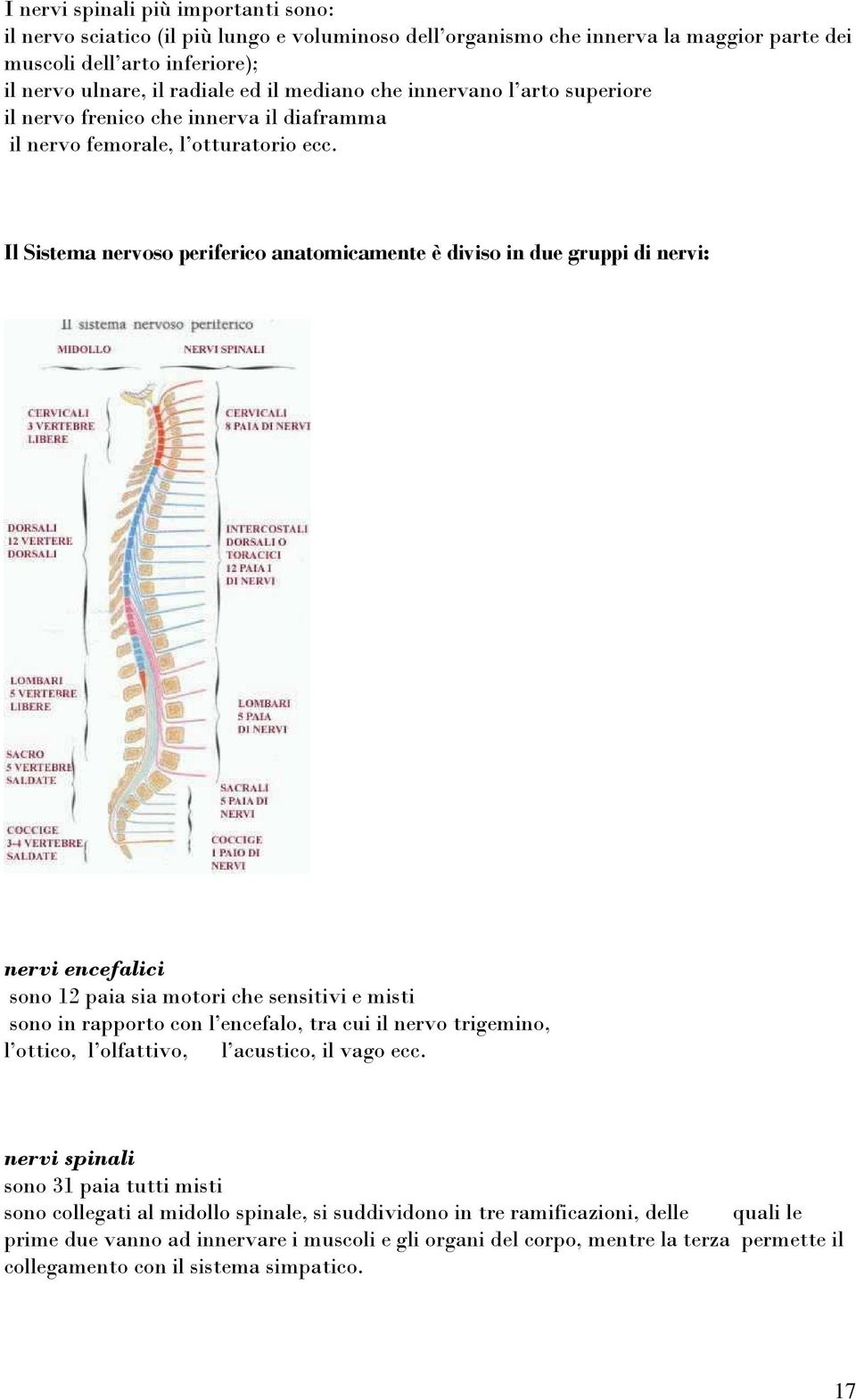 Il Sistema nervoso periferico anatomicamente è diviso in due gruppi di nervi: nervi encefalici sono 12 paia sia motori che sensitivi e misti sono in rapporto con l encefalo, tra cui il nervo