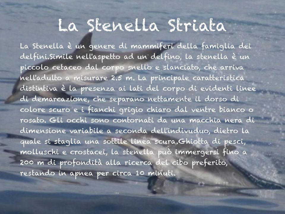 La principale caratteristica distintiva è la presenza ai lati del corpo di evidenti linee di demarcazione, che separano nettamente il dorso di colore scuro e i fianchi grigio chiaro dal