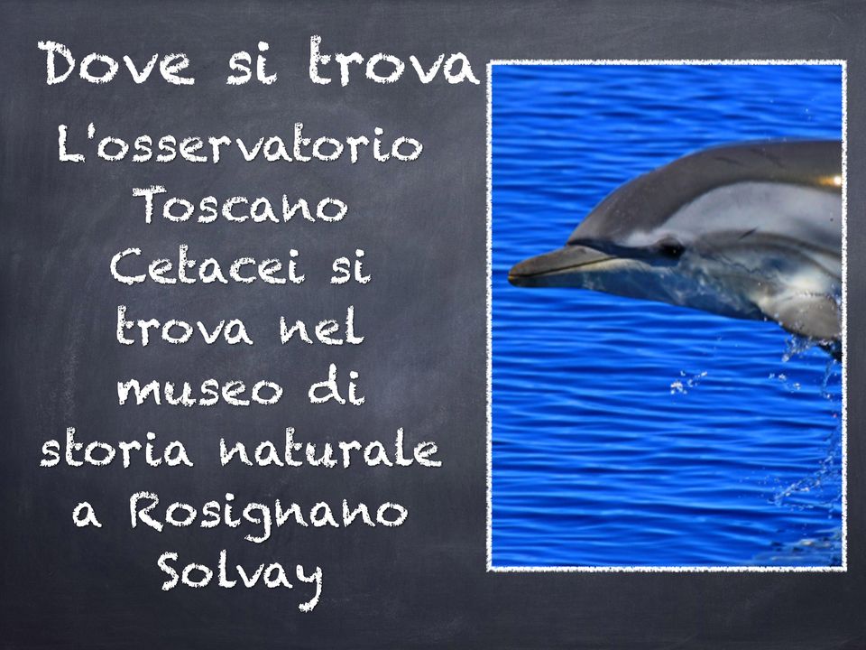 Cetacei si trova nel