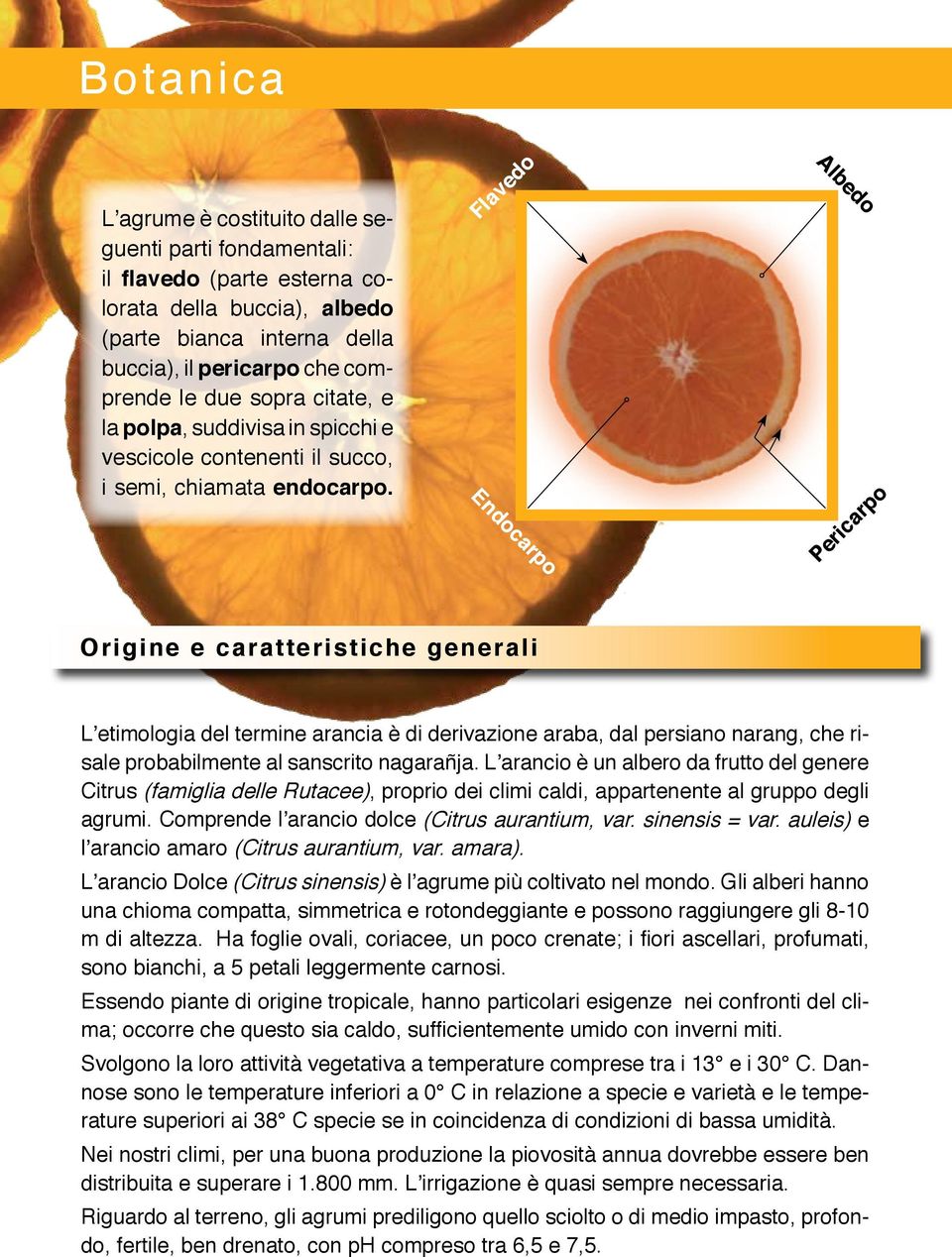 Flavedo Endocarpo Albedo Pericarpo Origine e caratteristiche generali L etimologia del termine arancia è di derivazione araba, dal persiano narang, che risale probabilmente al sanscrito nagarañja.