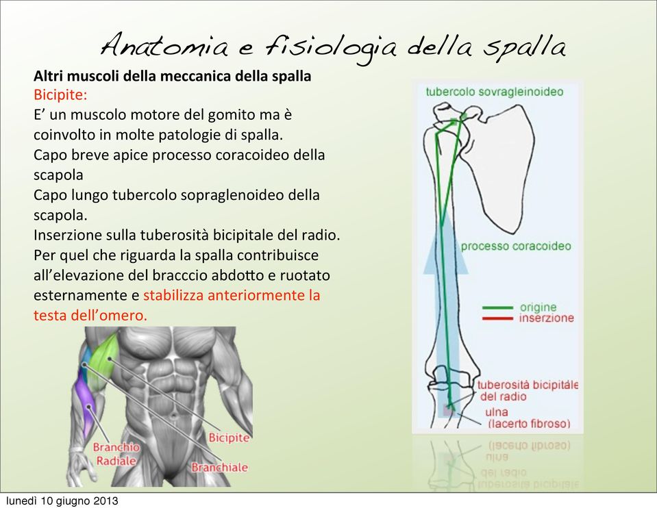 Capo breve apice processo coracoideo della scapola Capo lungo tubercolo sopraglenoideo della scapola.