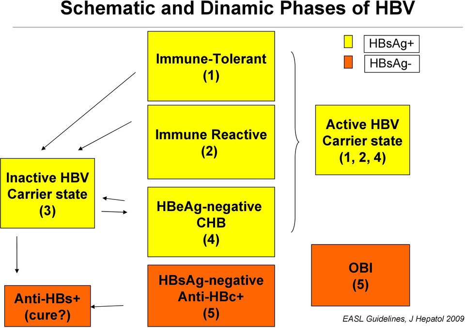 HBeAg-negative CHB (4) Active HBV Carrier state (1, 2, 4)