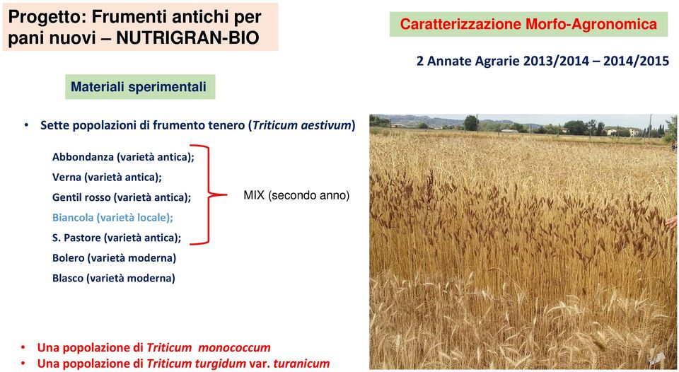 (varietà antica); Gentil rosso (varietà antica); Biancola (varietà locale); S.