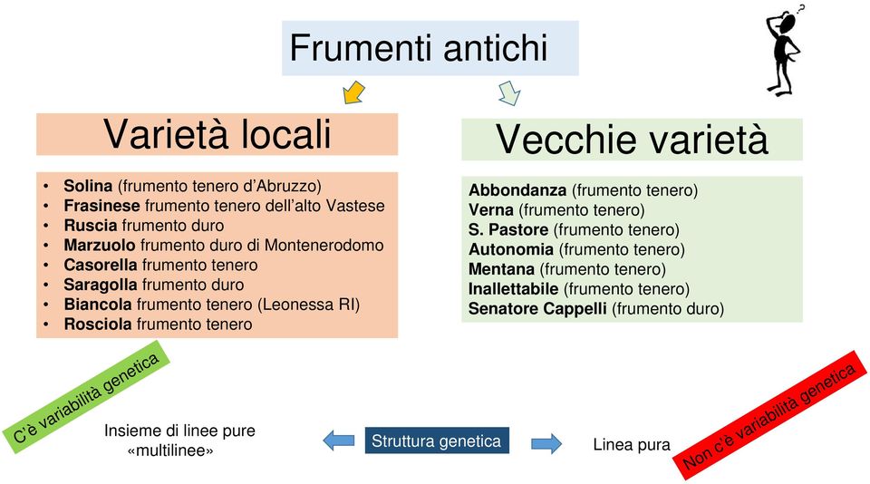 Abbondanza (frumento tenero) Verna (frumento tenero) S.