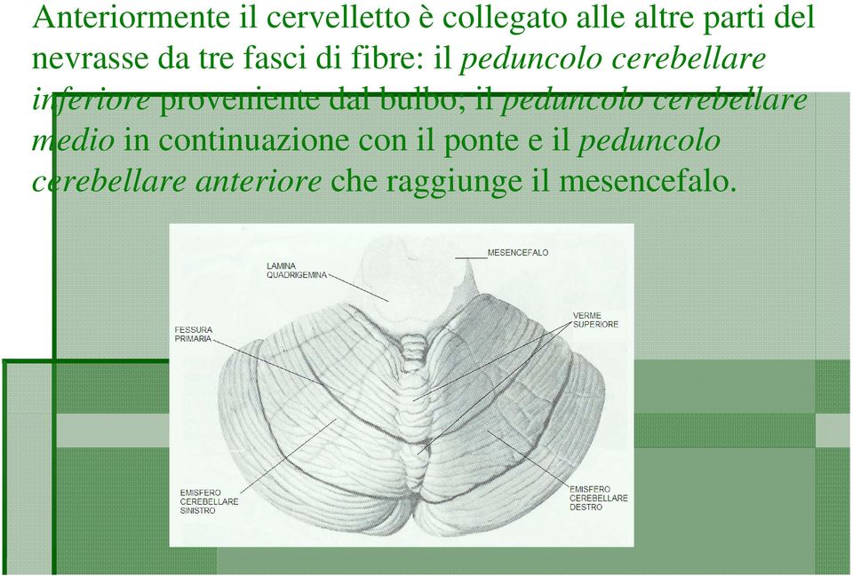 proveniente dal bulbo; il peduncolo cerebellare medio in