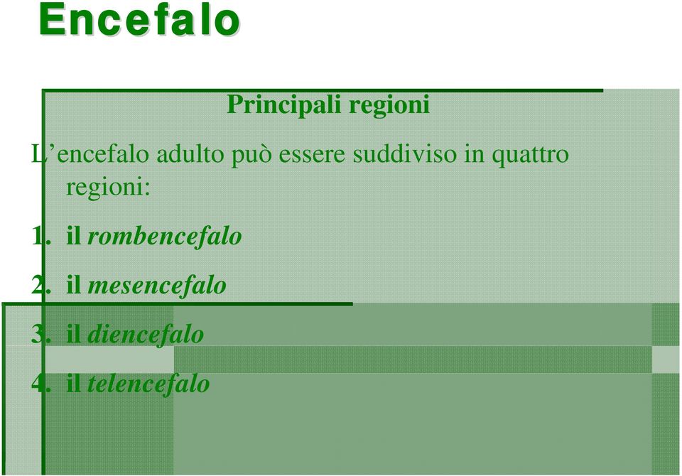 regioni: 1. il rombencefalo 2.