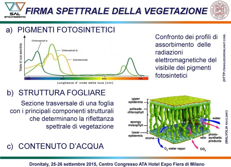 assorbimento delle radiazioni elettromagnetiche del visibile dei pigmenti fotosintetici b)