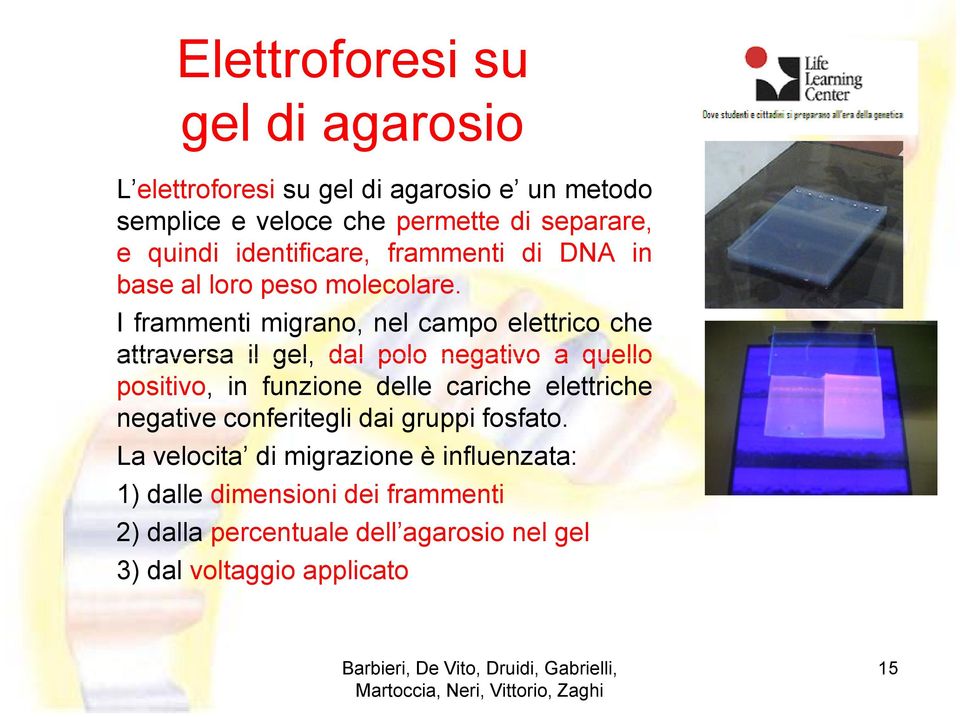 I frammenti migrano, nel campo elettrico che attraversa il gel, dal polo negativo a quello positivo, in funzione delle cariche