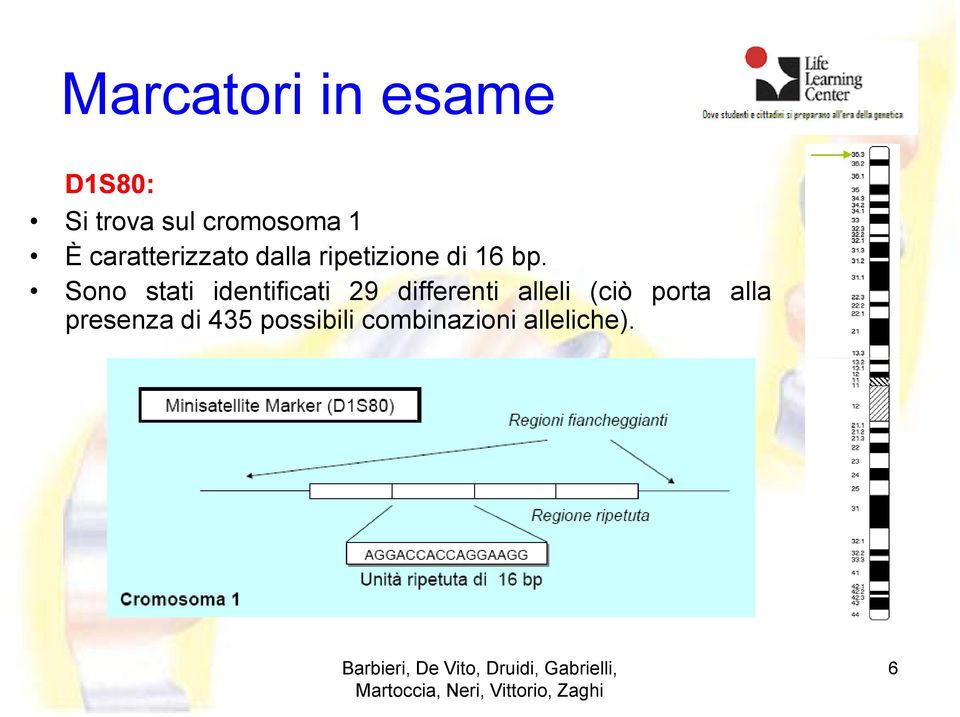 Sono stati identificati 29 differenti alleli (ciò