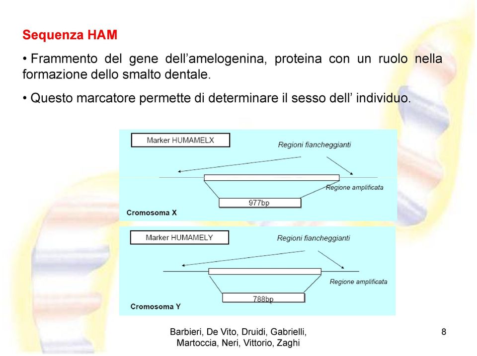 formazione dello smalto dentale.