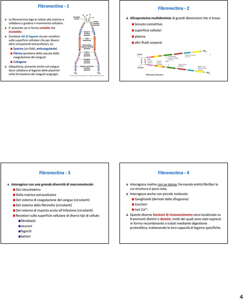 coagulazione del sangue) Collageno Ubiquitaria, presente anche nel sangue dove collabora al legame delle piastrine nella formazione dei coaguli sanguigni.