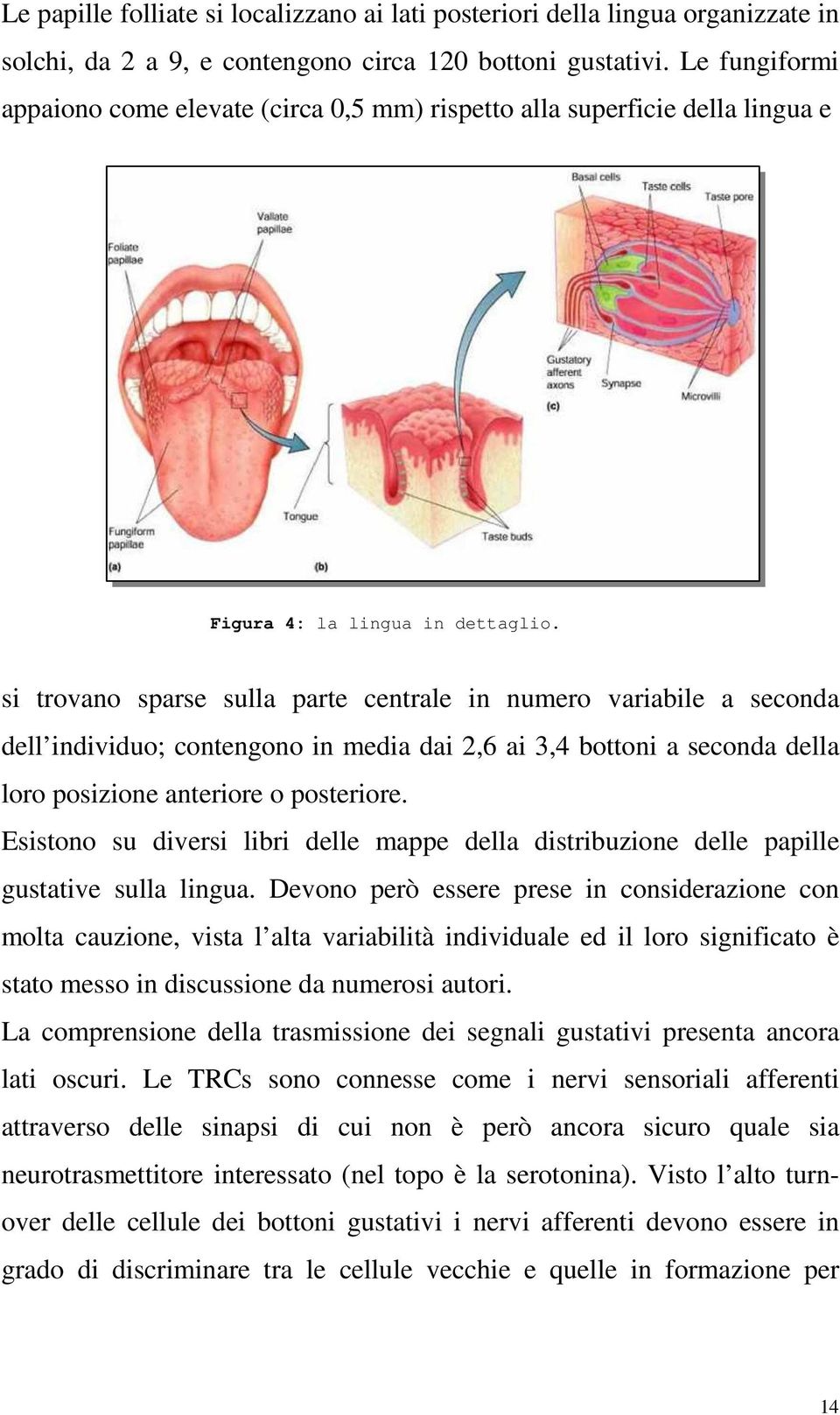 si trovano sparse sulla parte centrale in numero variabile a seconda dell individuo; contengono in media dai 2,6 ai 3,4 bottoni a seconda della loro posizione anteriore o posteriore.