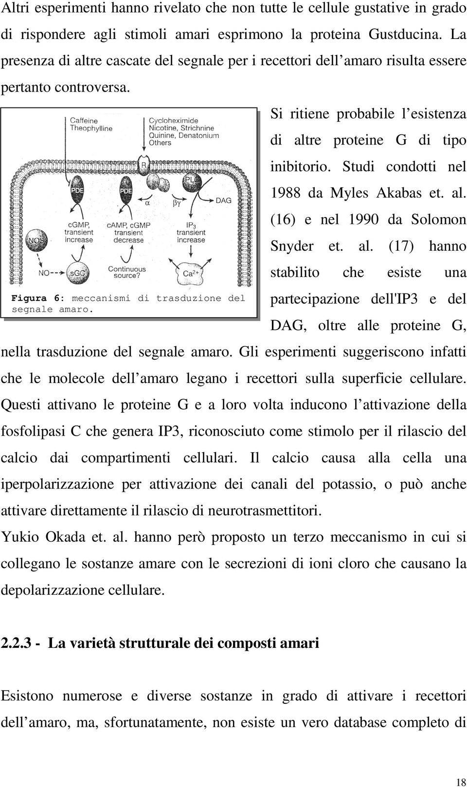 Si ritiene probabile l esistenza di altre proteine G di tipo inibitorio. Studi condotti nel 1988 da Myles Akabas et. al. (16) e nel 1990 da Solomon Snyder et. al. (17) hanno stabilito che esiste una partecipazione dell'ip3 e del DAG, oltre alle proteine G, nella trasduzione del segnale amaro.