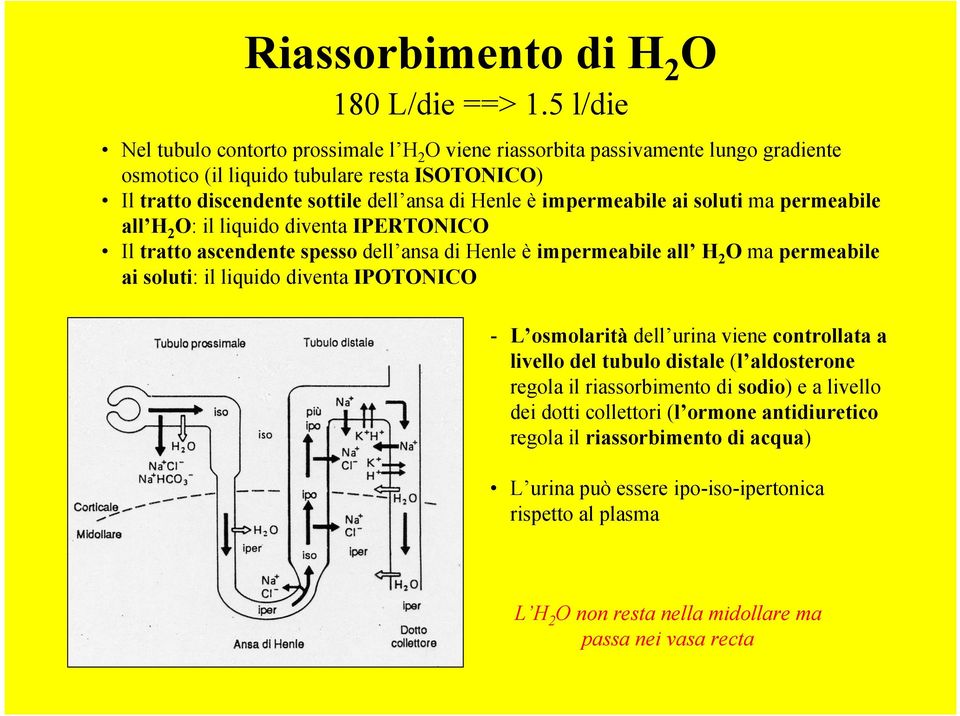 impermeabile ai soluti ma permeabile all H 2 O: il liquido diventa IPERTONICO Il tratto ascendente spesso dell ansa di Henle è impermeabile all H 2 O ma permeabile ai soluti: il liquido