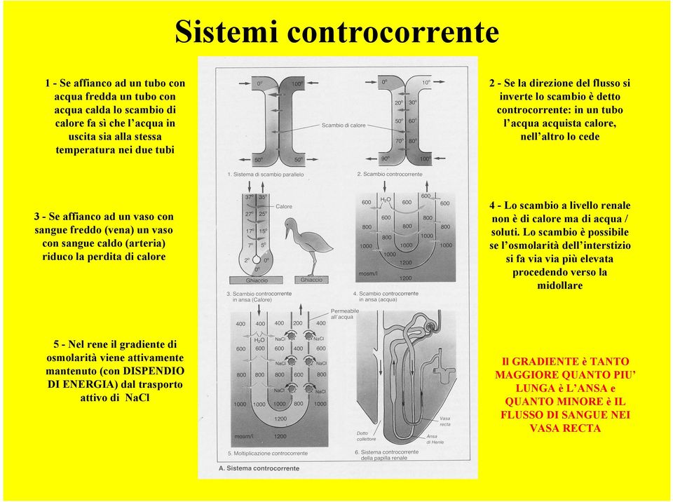 trasporto attivo di NaCl 2 - Se la direzione del flusso si inverte lo scambio è detto controcorrente: in un tubo l acqua acquista calore, nell altro lo cede 4 - Lo scambio a livello renale non è di