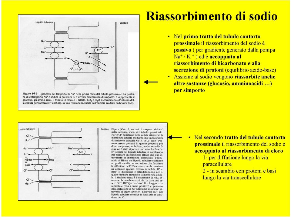 riassorbite anche altre sostanze (glucosio, amminoacidi ) per simporto Nel secondo tratto del tubulo contorto prossimale il riassorbimento del