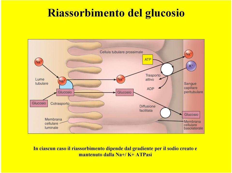 dipende dal gradiente per il