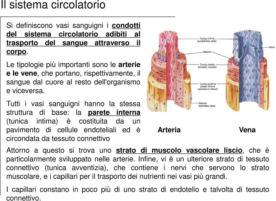 Tutti i vasi sanguigni hanno la stessa struttura di base: la parete interna (tunica intima) è costituita da un pavimento di cellule endoteliali ed è circondata da tessuto connettivo Arteria Vena