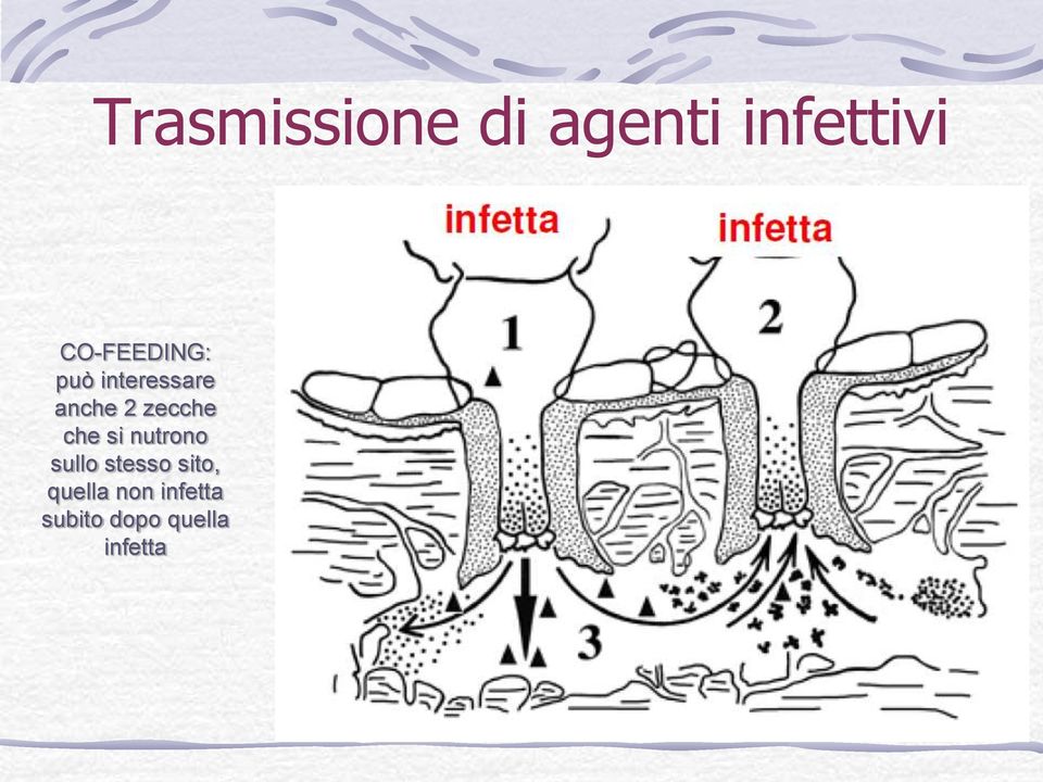 zecche che si nutrono sullo stesso