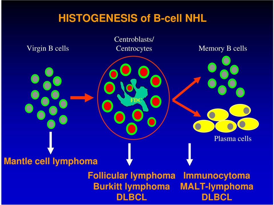 Plasma cells Mantle cell lymphoma Follicular