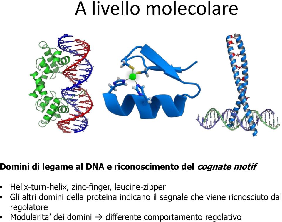 altri domini della proteina indicano il segnale che viene