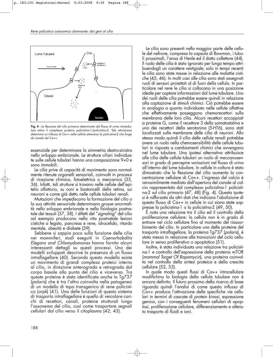 Tale attivazione determina un influsso di Ca++ nella cellula attraverso la policistina-2 che funge da canale del Ca++.