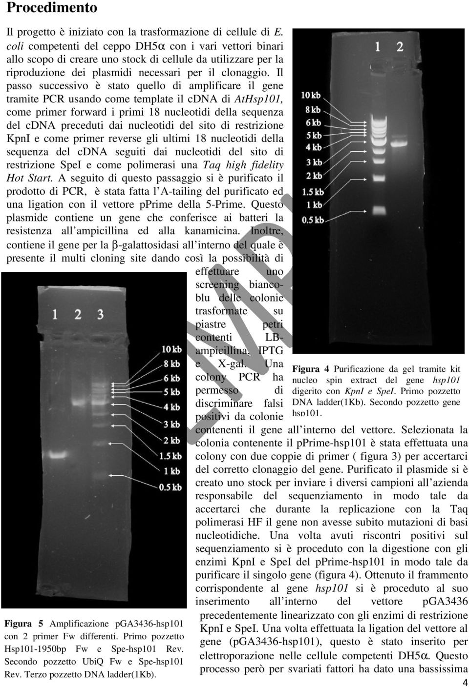 Il passo successivo è stato quello di amplificare il gene tramite PCR usando come template il cdna di AtHsp101, come primer forward i primi 18 nucleotidi della sequenza del cdna preceduti dai