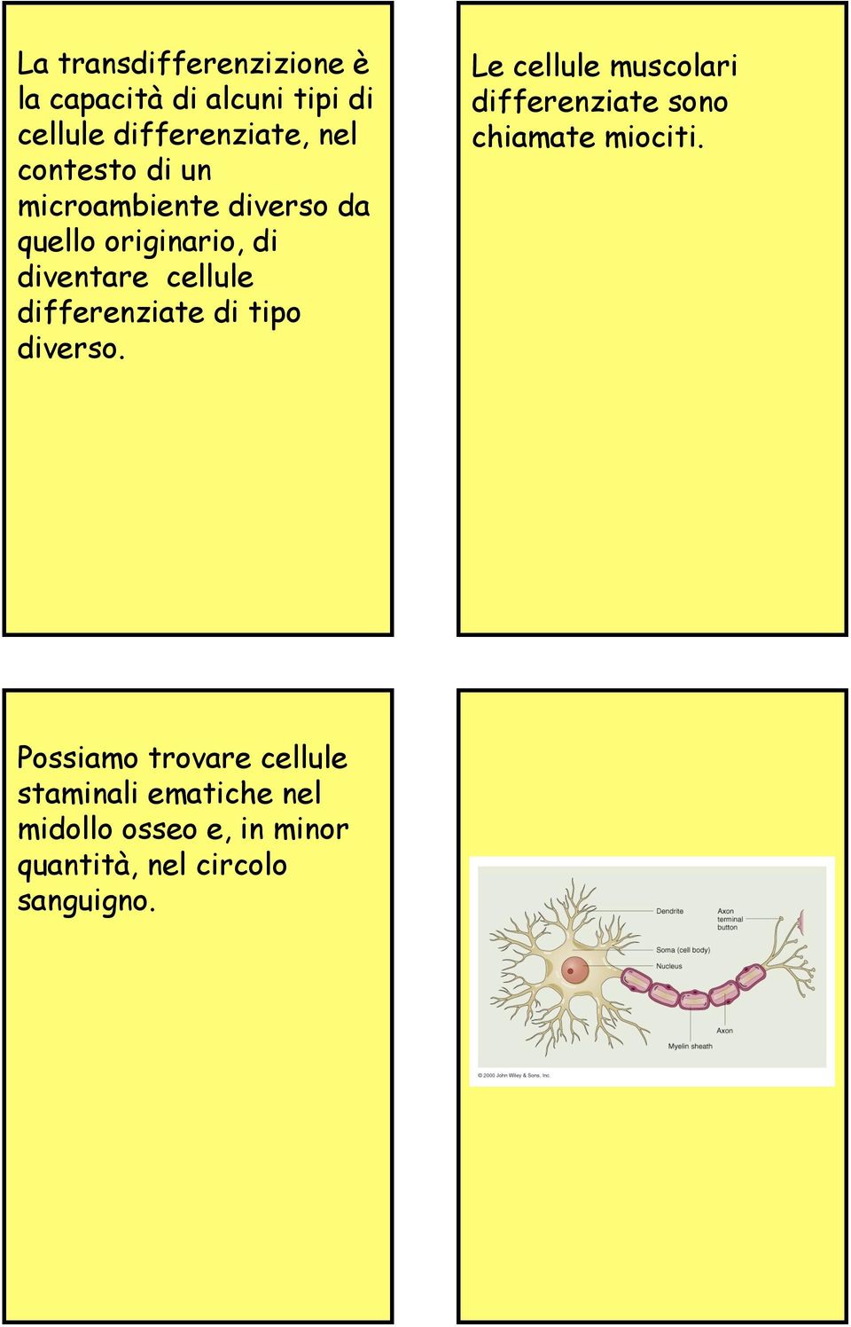 differenziate di tipo diverso. Le cellule muscolari differenziate sono chiamate miociti.