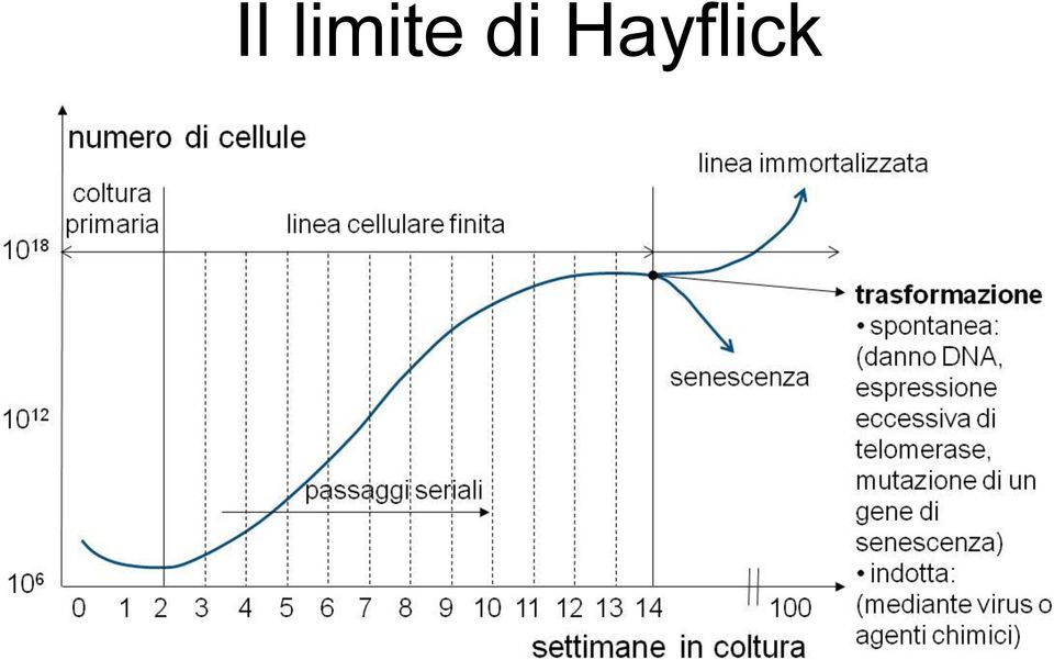 Hayflick