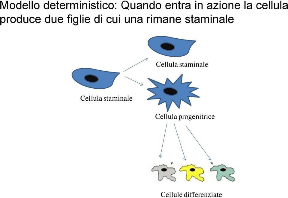 Self-renewal Apoptosi Cellula staminale Cellula