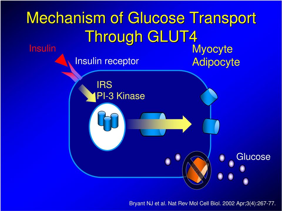 Kinase Myocyte Adipocyte GLUT4 Glucose