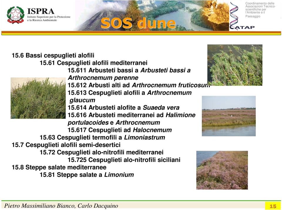 616 Arbusteti mediterranei ad Halimione portulacoides e Arthrocnemum 15.617 Cespuglieti ad Halocnemum 15.63 Cespuglieti termofili a Limoniastrum 15.