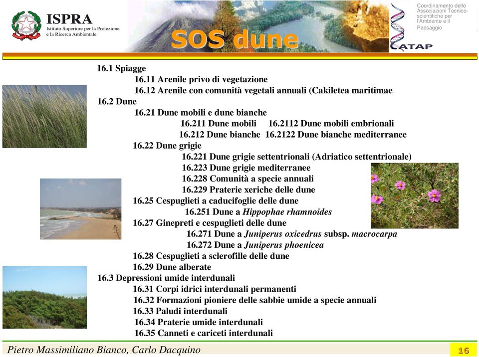 228 Comunità a specie annuali 16.229 Praterie xeriche delle dune 16.25 Cespuglieti a caducifoglie delle dune 16.251 Dune a Hippophae rhamnoides 16.27 Ginepreti e cespuglieti delle dune 16.