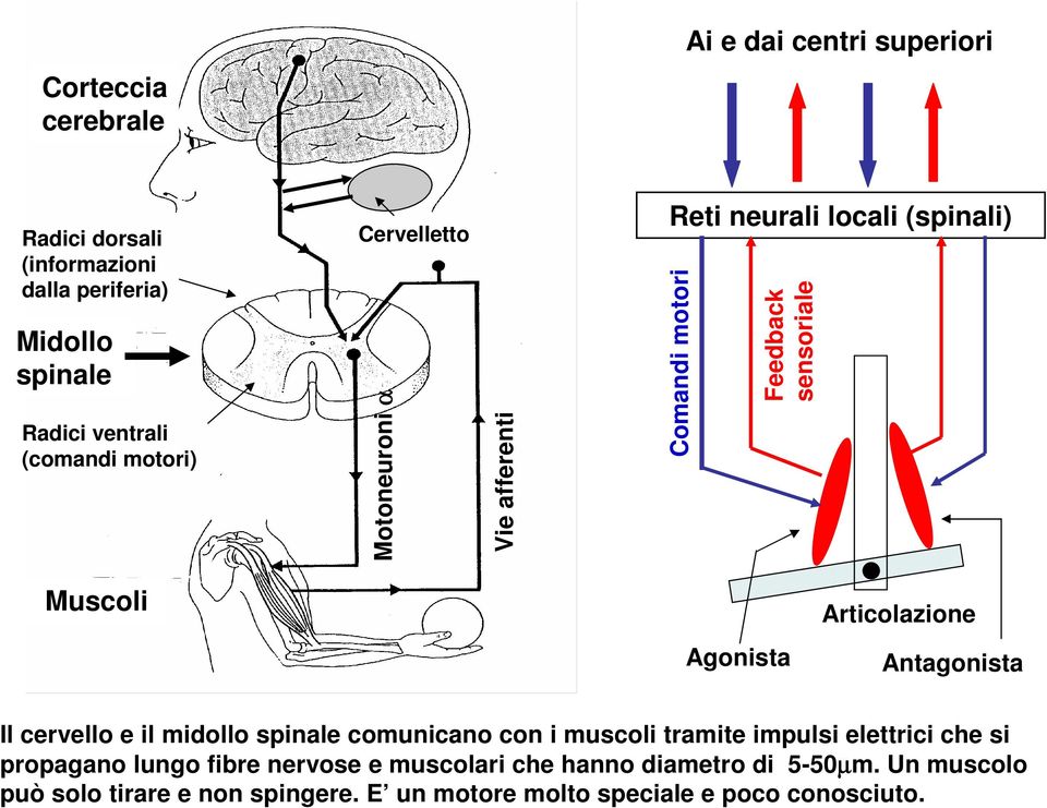 Articolazione Antagonista Il cervello e il midollo spinale comunicano con i muscoli tramite impulsi elettrici che si propagano lungo