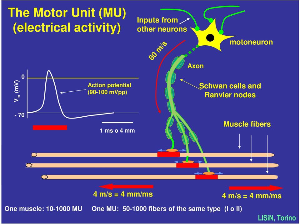 Ranvier nodes - 70 1 ms o 4 mm Muscle fibers 4 m/s = 4 mm/ms 4 m/s = 4 mm/ms